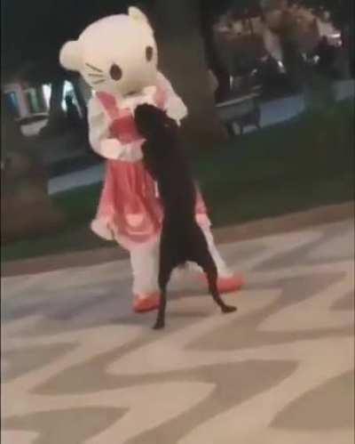 Falopa kitty🤑