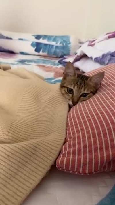 Artık karar verdim beyler kedi beslemeyi d&uuml;ş&uuml;n&uuml;yorum şimdi ne t&uuml;r kedi almam gerekli yada elinde olan varsa satmak isterse getirsin adresi veriyorum yaz