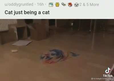 cat&rsquo;s gonna cat