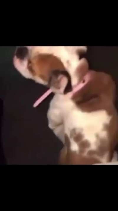 pugPls