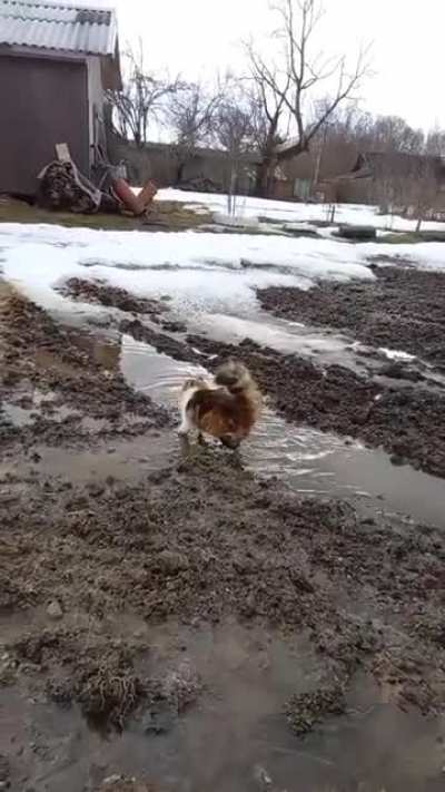 сКОТина