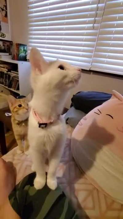 I thought I'd share this raspy 6 month old kitten's mew as she tries to steal my burger.