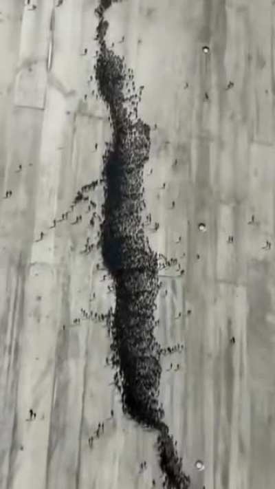 Who broke the wall ? ... oh ...never mind