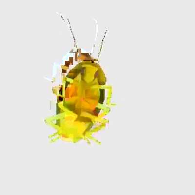 Caramelldansen Cockroach