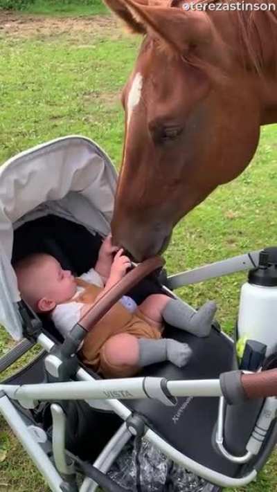 Hey kid, I&rsquo;m horse..