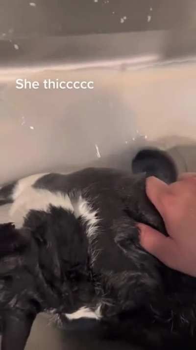 It's a belly plug