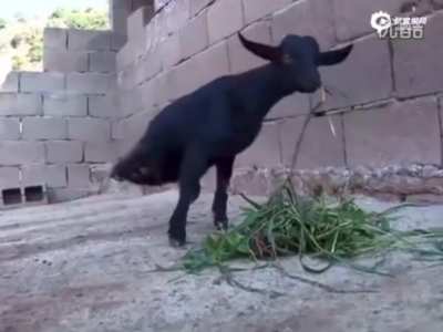 This two-legged goat