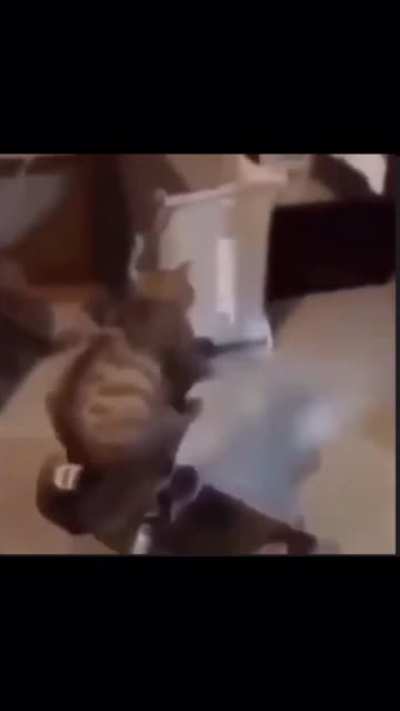 Blursed_cat