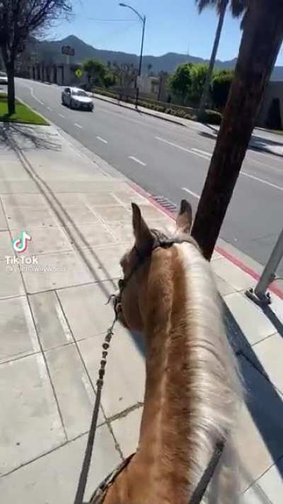 Reject car return to horse