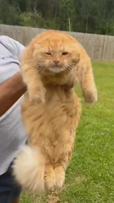 "Night Fury" cat