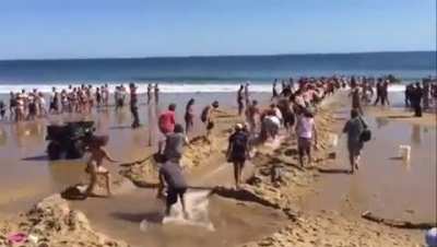People help White Shark back to its habitat