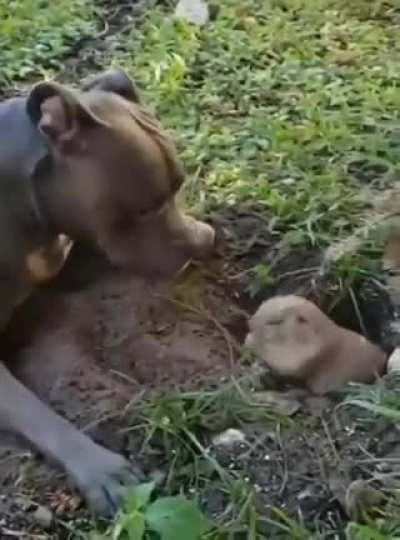 For some reason it got deleted, doggo trolling a poor guy