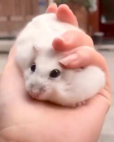 Stress ball.