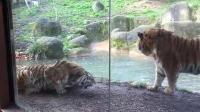 Hehe, now I'm pretending to be interested in the water