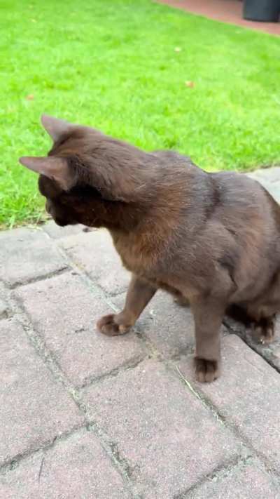 Met this one eyed little pirate at my hairdresser&rsquo;s house.  She had things to say&hellip;