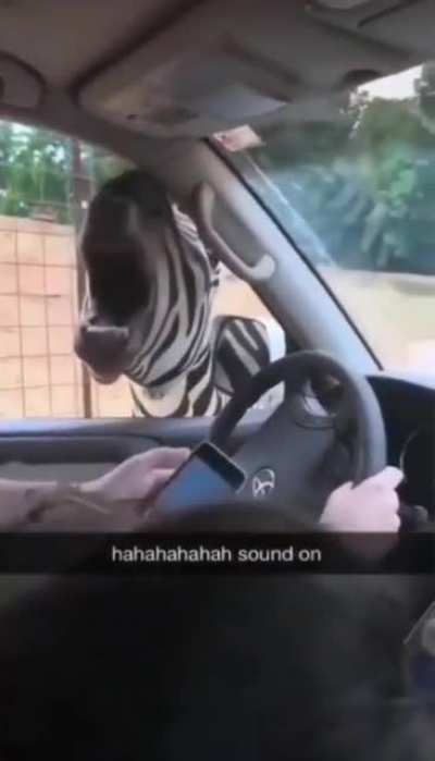 "Oh we screaming?"
