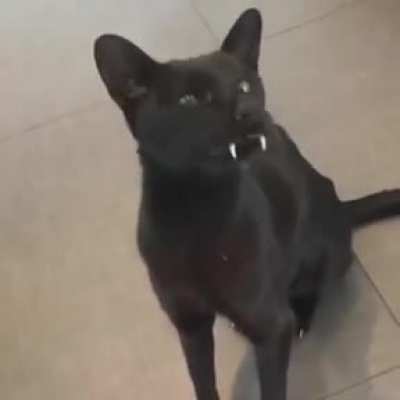This kitty-cat
