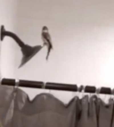 Birb