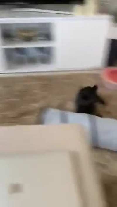 I am SPEED