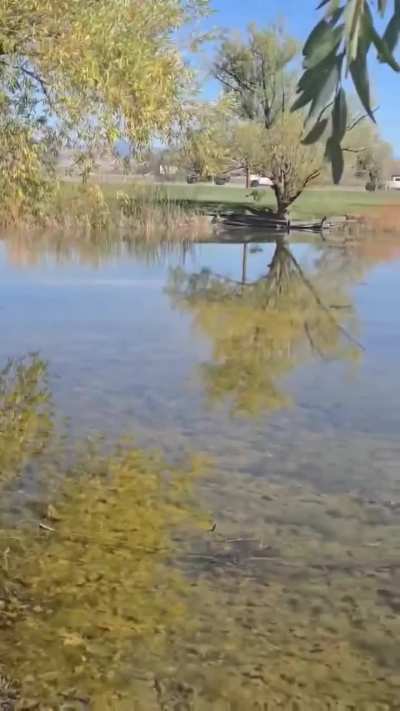 Big ol Kitty at the Three Forks pond (not my video)