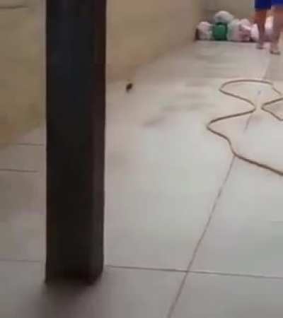 Brazilian rat