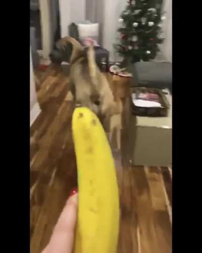 He&rsquo;s 190lbs but still scared of EVERYTHING