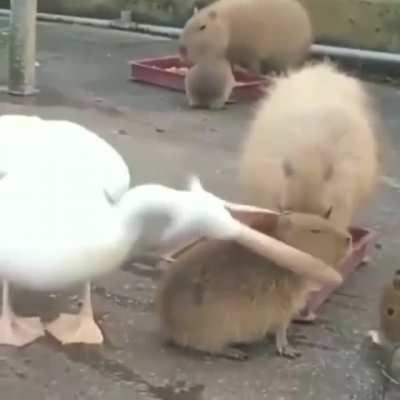 Making them your lunch while they&rsquo;re trying to eat lunch