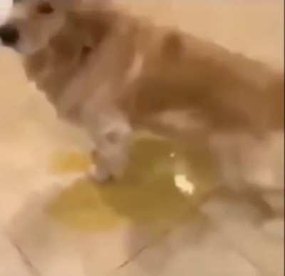 based dog