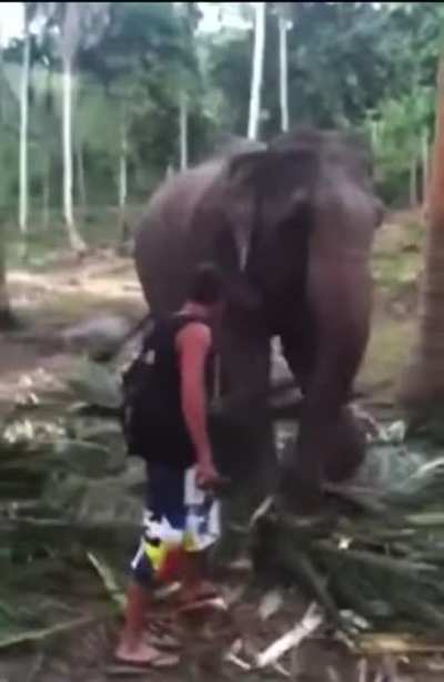 HMFT after annoying an elephant while it&rsquo;s eating.