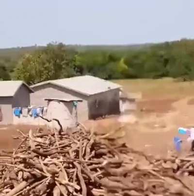 to scare off a rooster