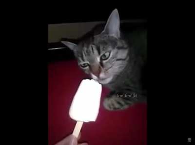 Cat gets brain freeze