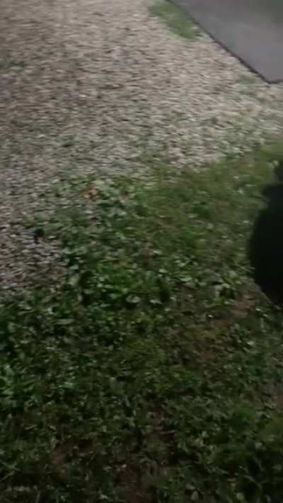 Frogs?