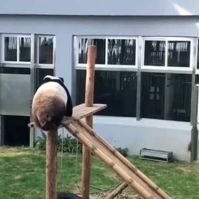 I love pandas