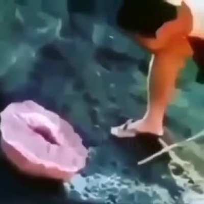 Deniz Amcığı xd