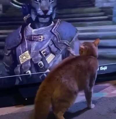 Kitty doesn&rsquo;t know how to handle a Khajit