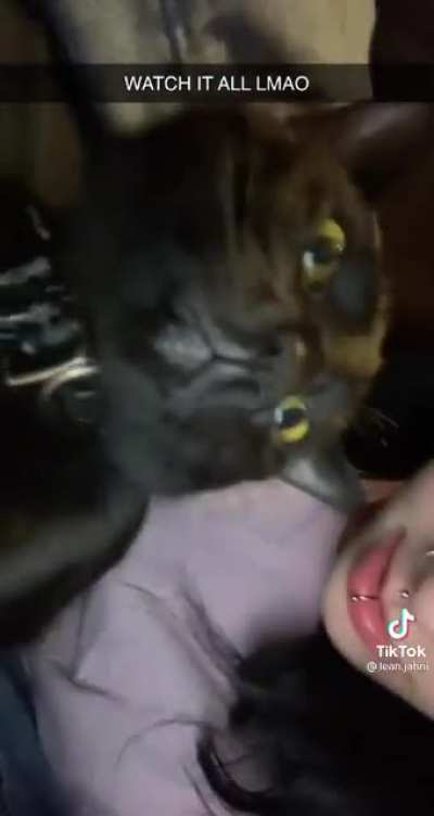 Perfectly cut meows