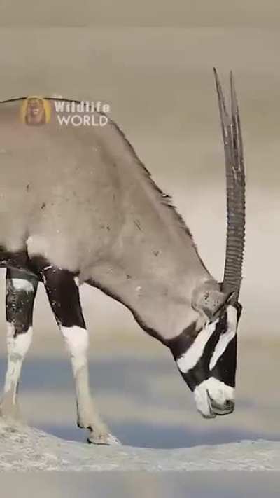 Honey Badger picks a fight with a Gemsbok Antelope.