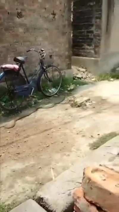 Snake ran away with slipper