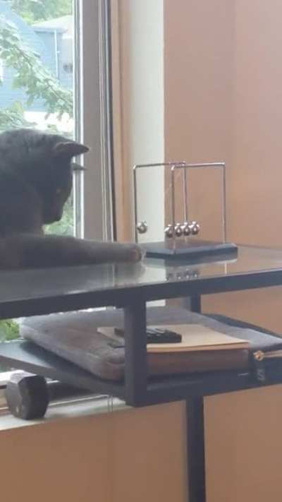 My cat is a genius