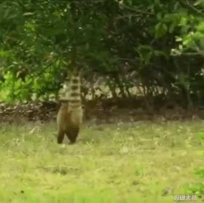 How this little dinosaur not extinct?