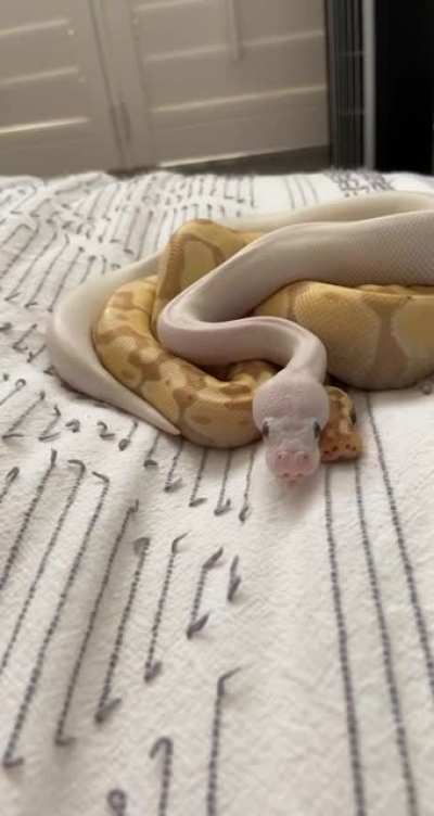 Sundae and Snowball cuddling &amp;lt;3