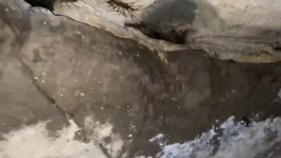 Putting a hand into a centipede hole...