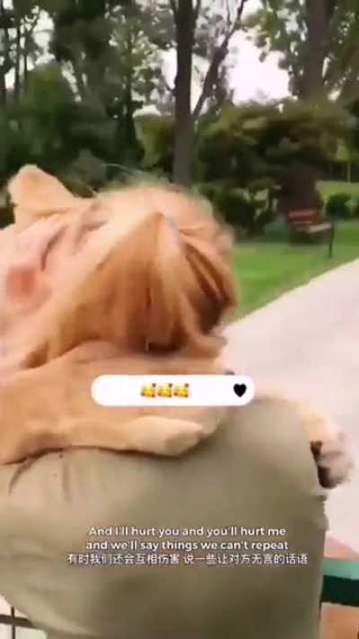Funny Animals