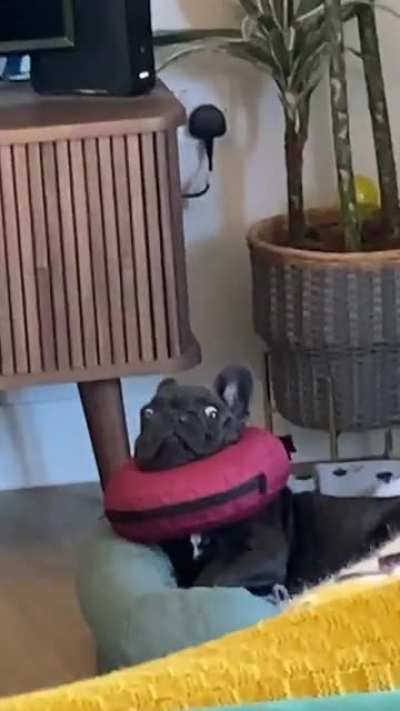 He wasn&rsquo;t happy with his collar of shame after his snip