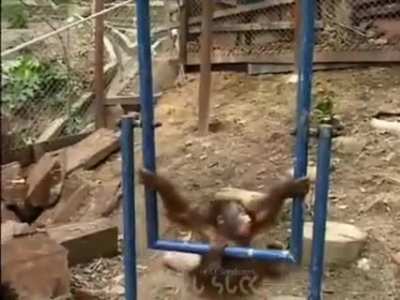 Monkey&rsquo;s hard contact with reality