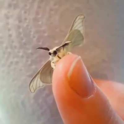 Br&ouml;ther, may I have some l&auml;mp?