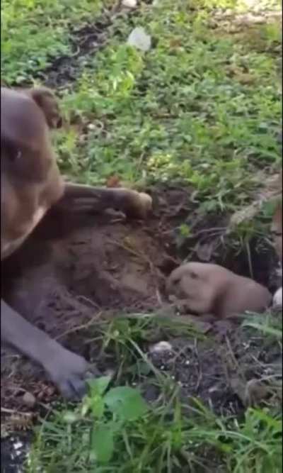Naughty doggo interrupting important work