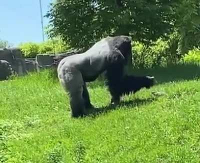 A gorilla petting a groundhog in Detroit Zoo
