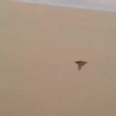 BIRD SUS!