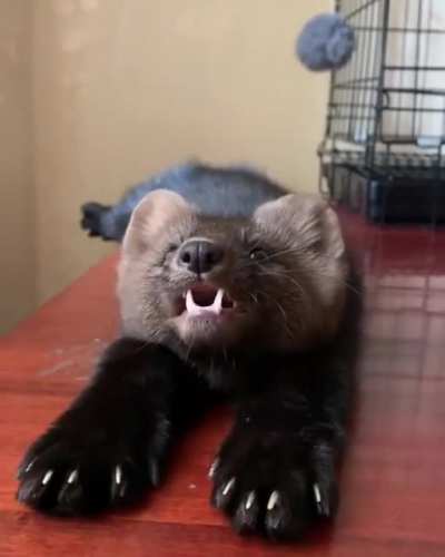 🔥 This sable is preposterously cute. :o <3